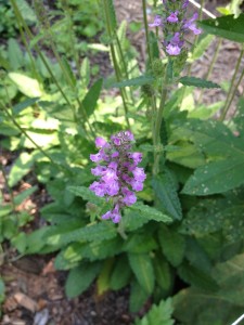 Wood Betony in Flower